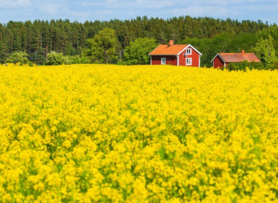 Röda gårdshus vid skogsbrynet bakom ett blommande gult rapsfält