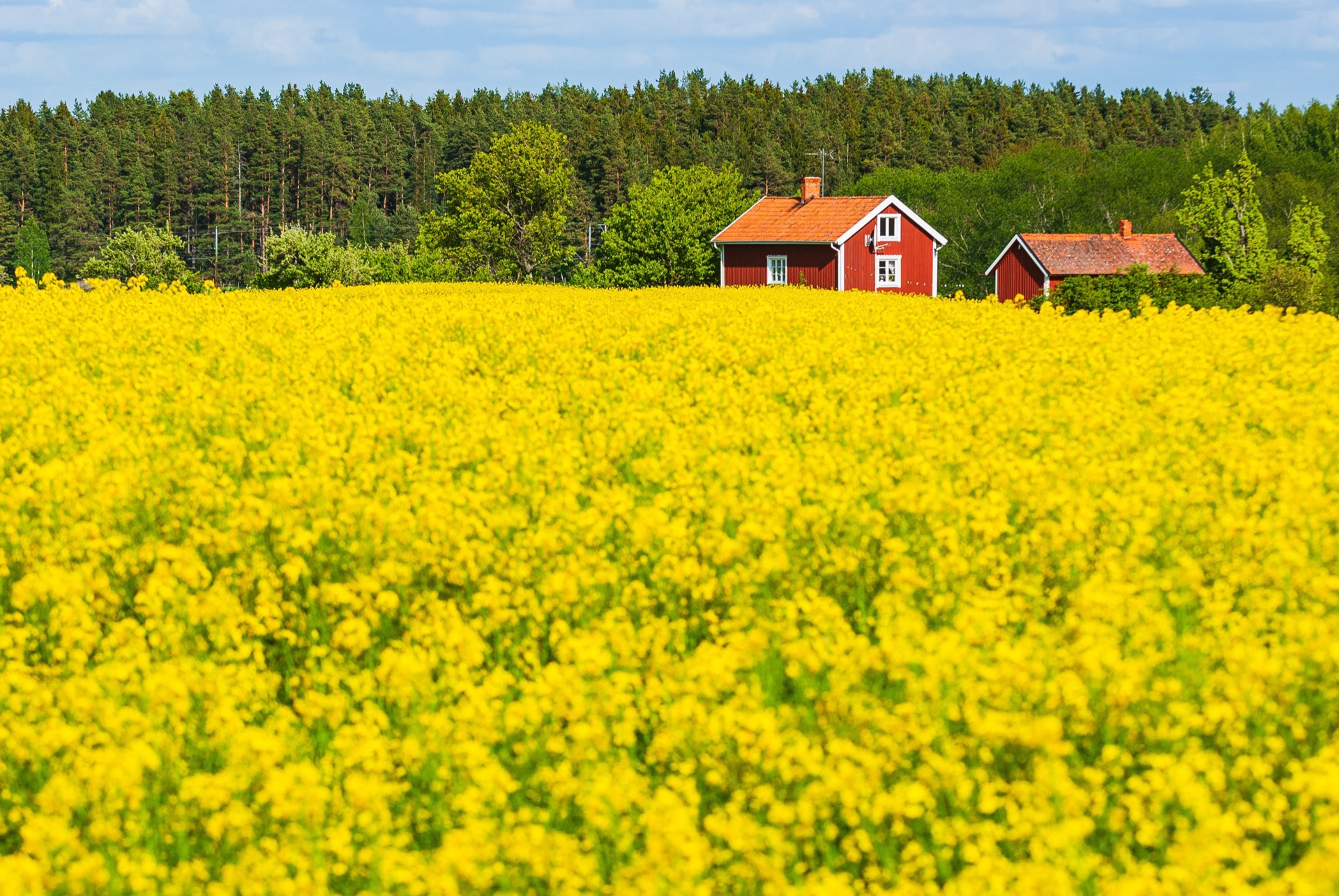 Röda gårdshus vid skogsbrynet bakom ett blommande gult rapsfält