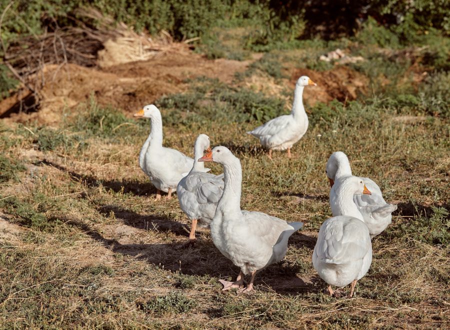 Vita tamgäss som går i flock över en torr betesmark